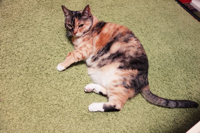 f:id:hiraryo0201:20180225101423j:plain f:id:hiraryo0201:20180225101423j:plain