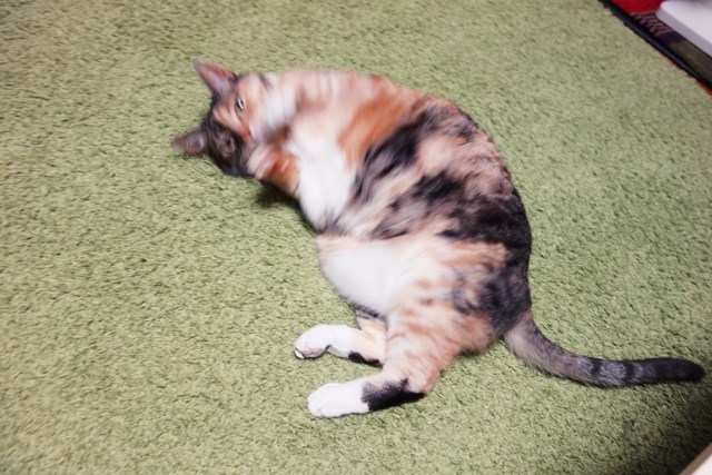 f:id:hiraryo0201:20180225101430j:plain f:id:hiraryo0201:20180225101430j:plain