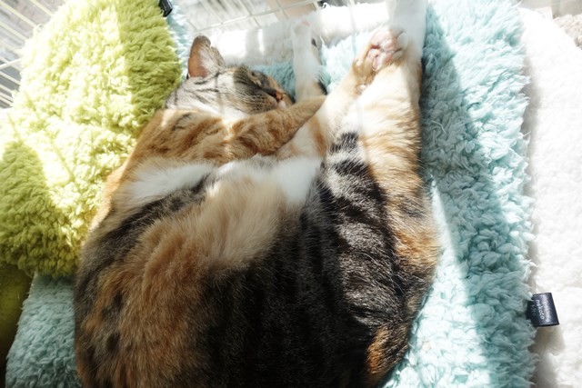 f:id:hiraryo0201:20180225101500j:plain f:id:hiraryo0201:20180225101500j:plain