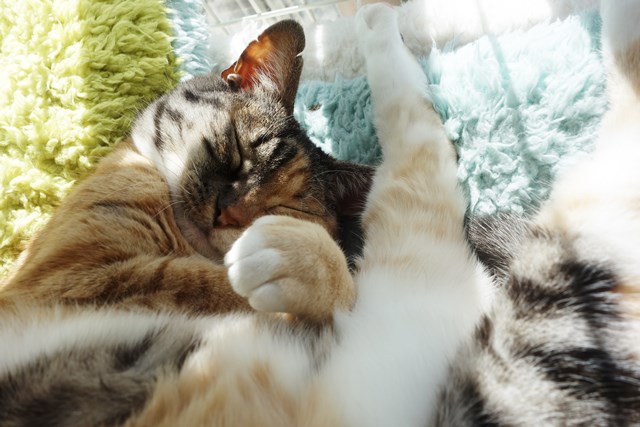 f:id:hiraryo0201:20180225101506j:plain f:id:hiraryo0201:20180225101506j:plain