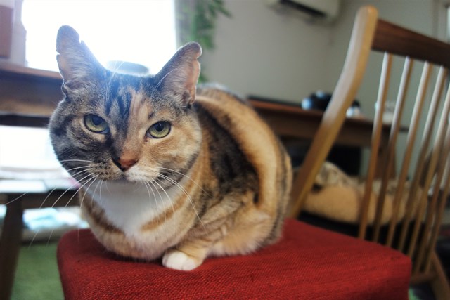 f:id:hiraryo0201:20180225101844j:plain f:id:hiraryo0201:20180225101844j:plain