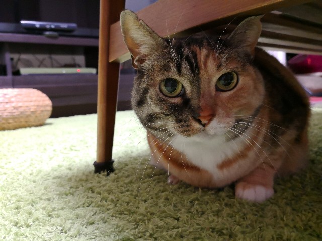 f:id:hiraryo0201:20180323150836j:plain f:id:hiraryo0201:20180323150836j:plain