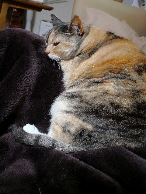 f:id:hiraryo0201:20180325214812j:image