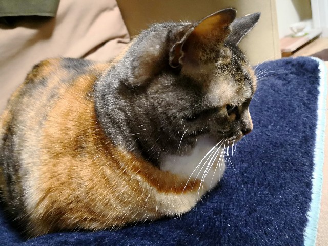 f:id:hiraryo0201:20180328074731j:image