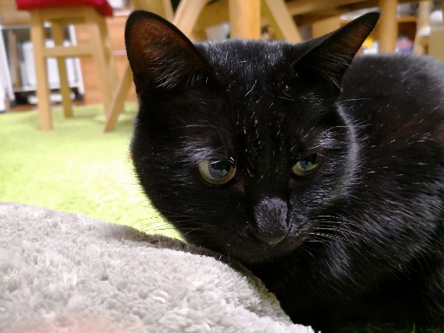 f:id:hiraryo0201:20180328074745j:plain