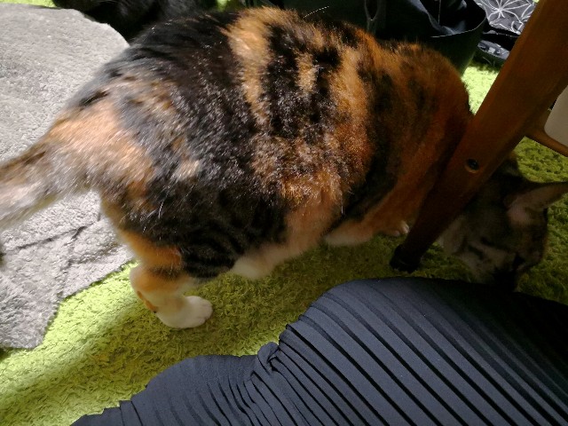 f:id:hiraryo0201:20180328074804j:image