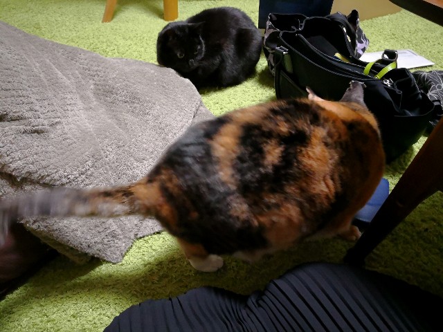 f:id:hiraryo0201:20180328074819j:image