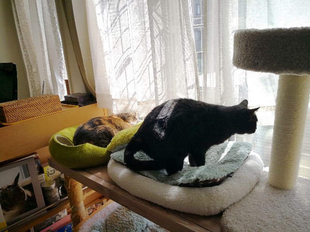 f:id:hiraryo0201:20180331112745j:image