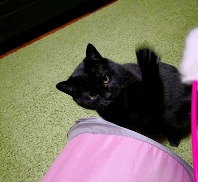 f:id:hiraryo0201:20180331112810j:plain