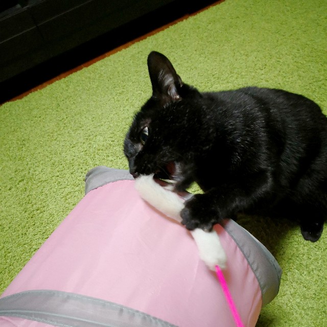 f:id:hiraryo0201:20180331112836j:plain