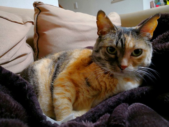 f:id:hiraryo0201:20180331112852j:image