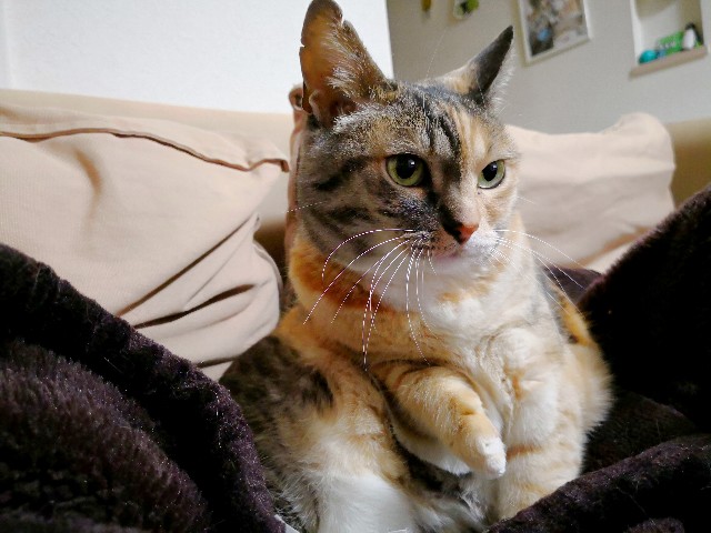 f:id:hiraryo0201:20180331112904j:image