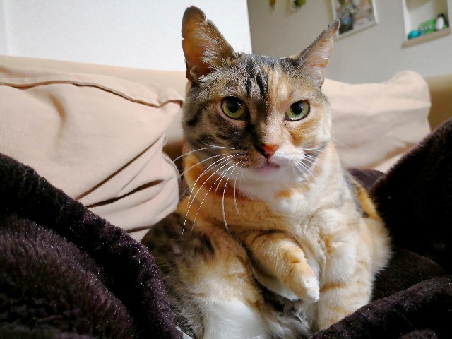 f:id:hiraryo0201:20180331112916j:image