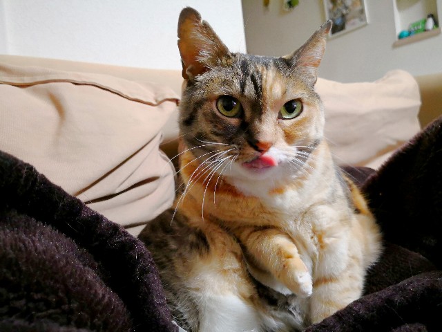 f:id:hiraryo0201:20180331112929j:image