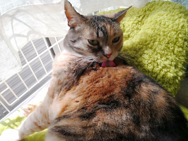 f:id:hiraryo0201:20180331113046j:image