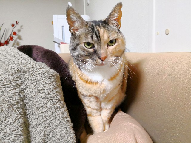 f:id:hiraryo0201:20180403210707j:plain