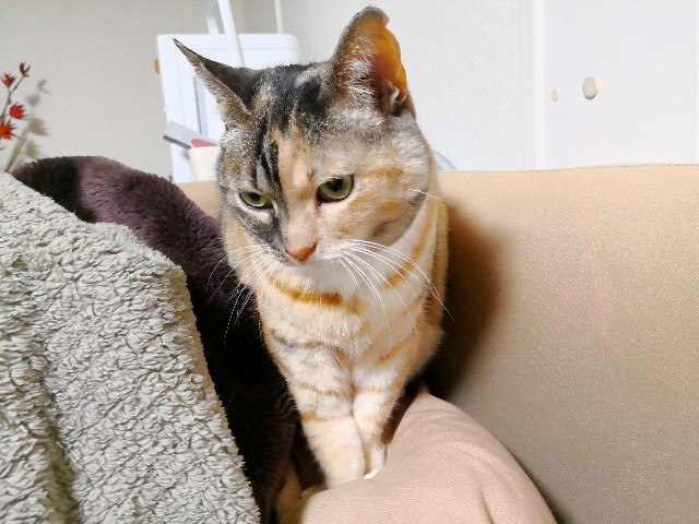 f:id:hiraryo0201:20180403210726j:plain