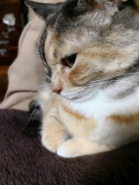 f:id:hiraryo0201:20180403210757j:plain