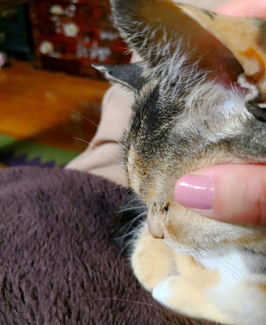 f:id:hiraryo0201:20180403210818j:plain