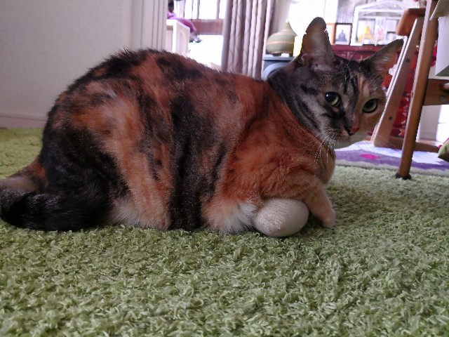 f:id:hiraryo0201:20180403211016j:image f:id:hiraryo0201:20180403211016j:image