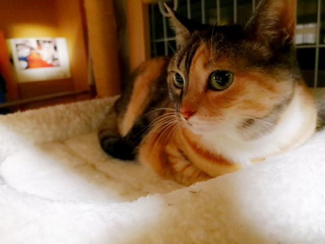 f:id:hiraryo0201:20180403211057j:image f:id:hiraryo0201:20180403211057j:image