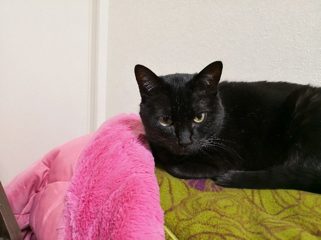 f:id:hiraryo0201:20180403211148j:image