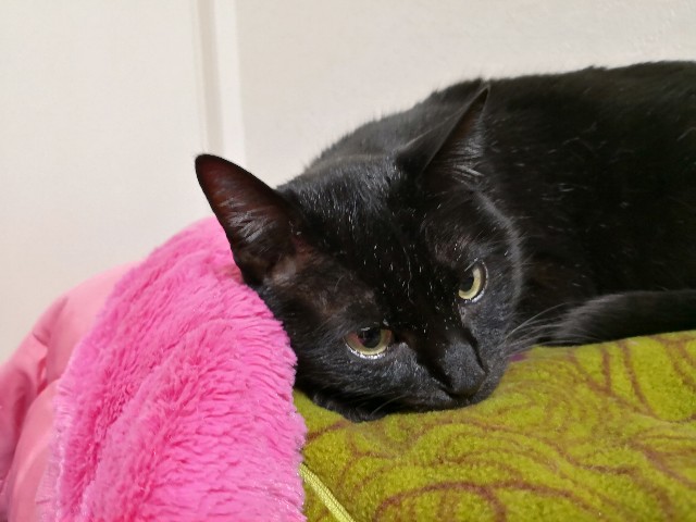 f:id:hiraryo0201:20180403211200j:plain