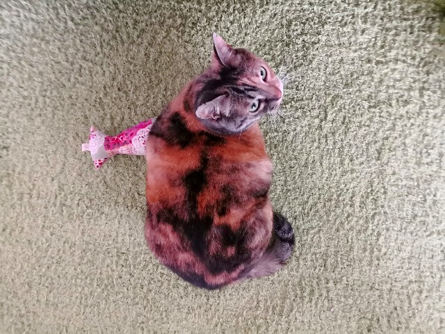 f:id:hiraryo0201:20180403211451j:image f:id:hiraryo0201:20180403211451j:image