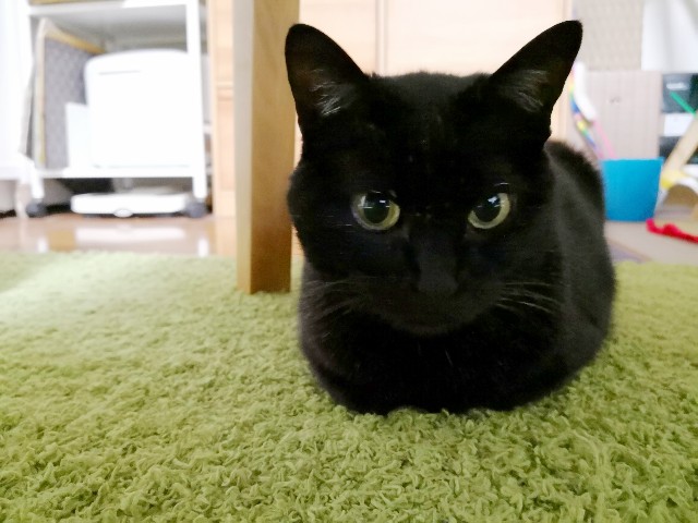 f:id:hiraryo0201:20180403211524j:plain