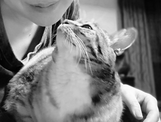 f:id:hiraryo0201:20180406203309j:plain