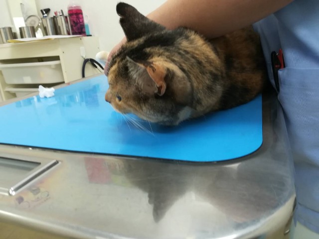 f:id:hiraryo0201:20180408094359j:image