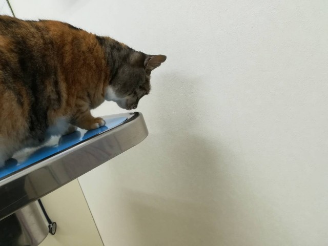 f:id:hiraryo0201:20180408094503j:image