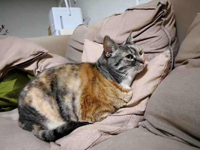 f:id:hiraryo0201:20180408112036j:image f:id:hiraryo0201:20180408112036j:image