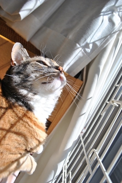 f:id:hiraryo0201:20180408140053j:plain