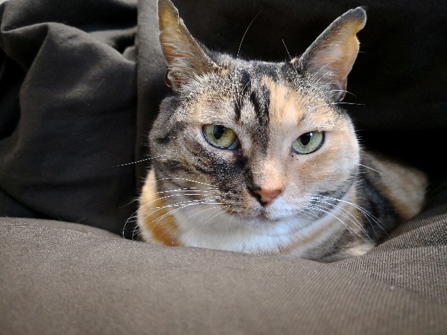 f:id:hiraryo0201:20180408193026j:plain f:id:hiraryo0201:20180408193026j:plain