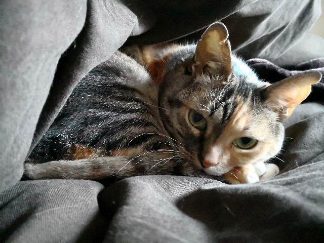 f:id:hiraryo0201:20180408193109j:plain f:id:hiraryo0201:20180408193109j:plain