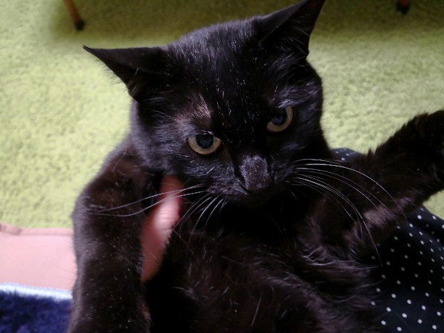 f:id:hiraryo0201:20180408193145j:plain f:id:hiraryo0201:20180408193145j:plain