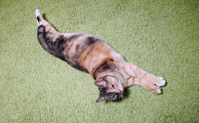 f:id:hiraryo0201:20180410125130j:plain f:id:hiraryo0201:20180410125130j:plain