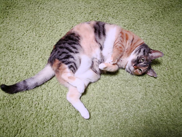 f:id:hiraryo0201:20180410125141j:plain f:id:hiraryo0201:20180410125141j:plain