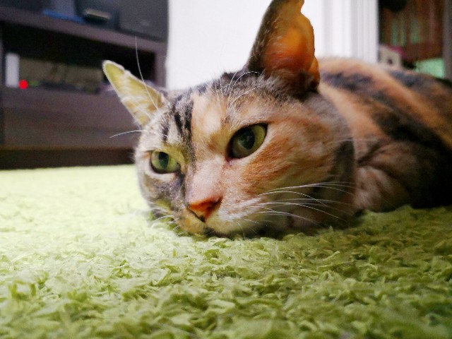 f:id:hiraryo0201:20180415105010j:image f:id:hiraryo0201:20180415105010j:image