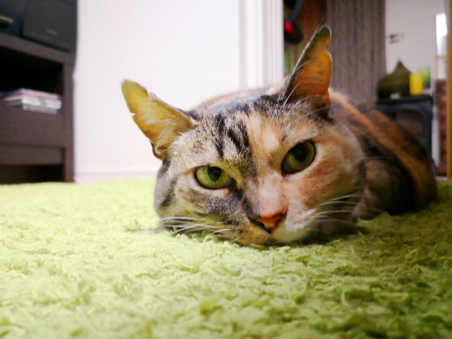 f:id:hiraryo0201:20180415105030j:image f:id:hiraryo0201:20180415105030j:image