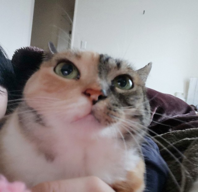 f:id:hiraryo0201:20180415105058j:image f:id:hiraryo0201:20180415105058j:image