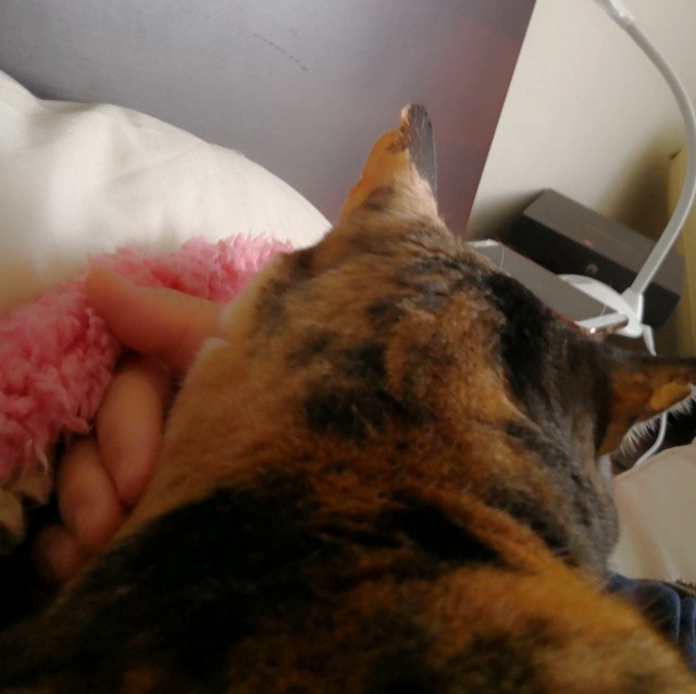 f:id:hiraryo0201:20180415105304j:image f:id:hiraryo0201:20180415105304j:image