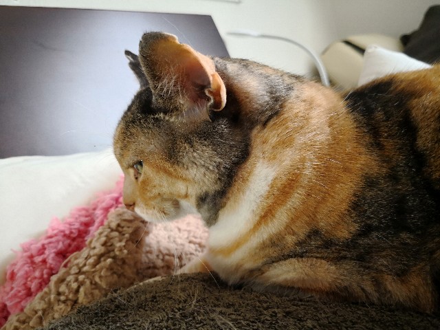 f:id:hiraryo0201:20180415105356j:image f:id:hiraryo0201:20180415105356j:image