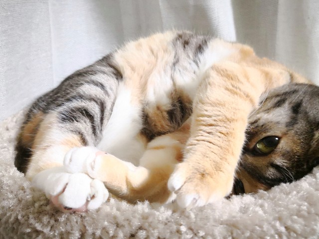 f:id:hiraryo0201:20180423120527j:image