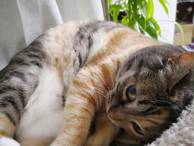 f:id:hiraryo0201:20180423120547j:image