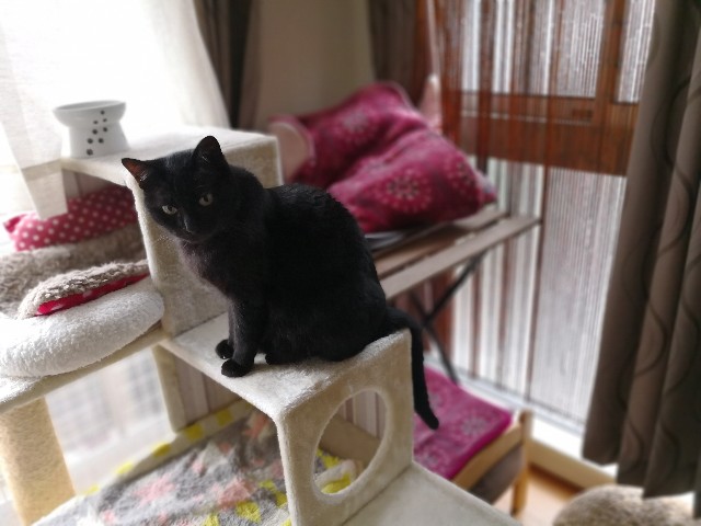 f:id:hiraryo0201:20180424074933j:plain f:id:hiraryo0201:20180424074933j:plain