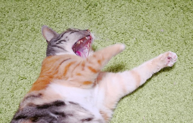 f:id:hiraryo0201:20180426112140j:image f:id:hiraryo0201:20180426112140j:image