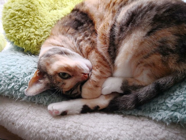 f:id:hiraryo0201:20180426112251j:image f:id:hiraryo0201:20180426112251j:image