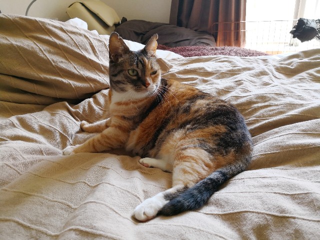 f:id:hiraryo0201:20180429121800j:plain